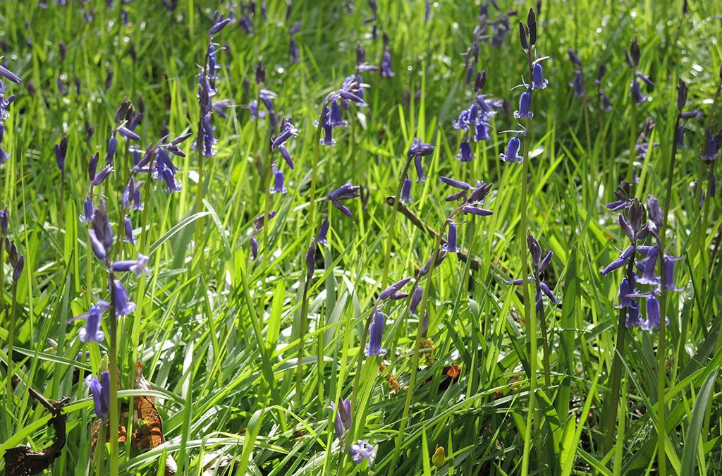 English Bluebells