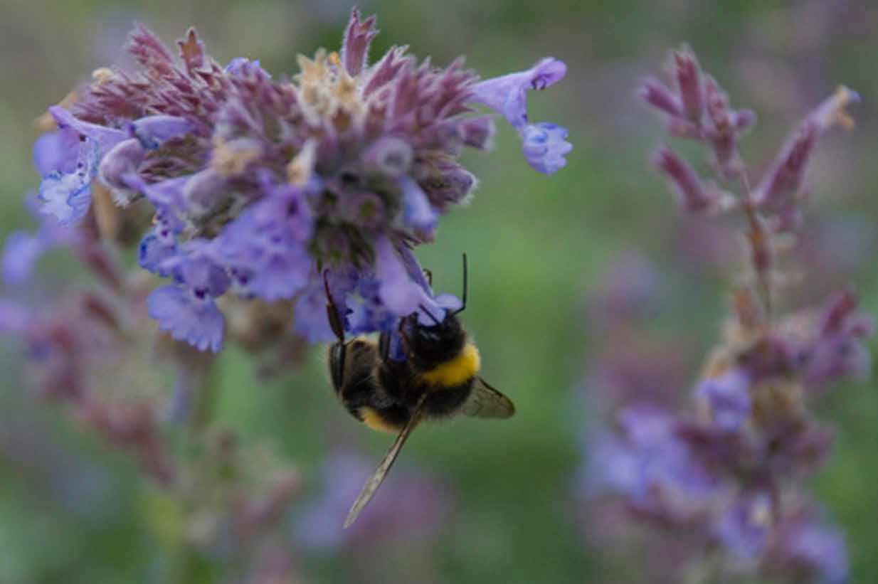 Bumble bee on lungwort