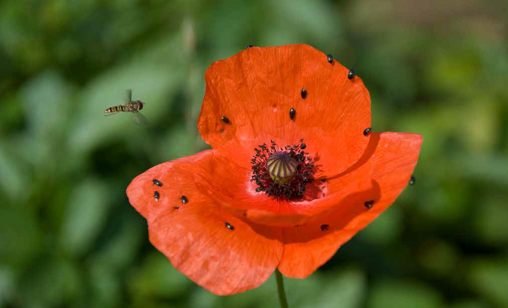 Hoverfly and poppy