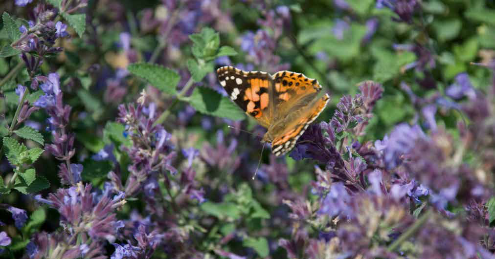 Butterfly on verbena