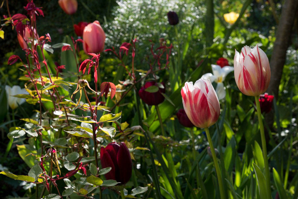 A City Garden