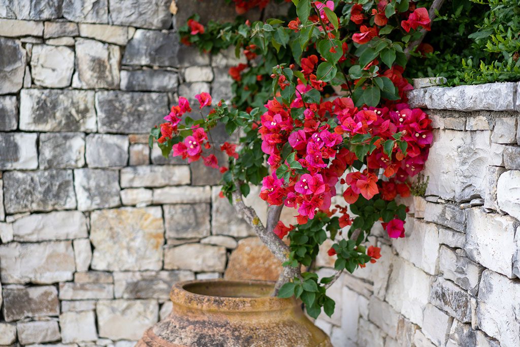 A Paxos Garden