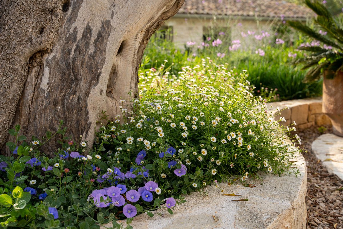 A Paxos Garden