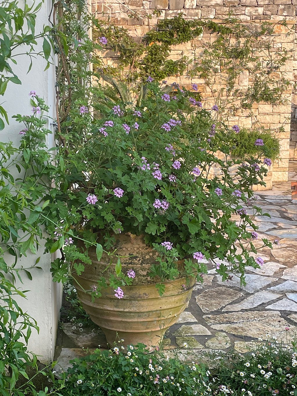 A Paxos Garden