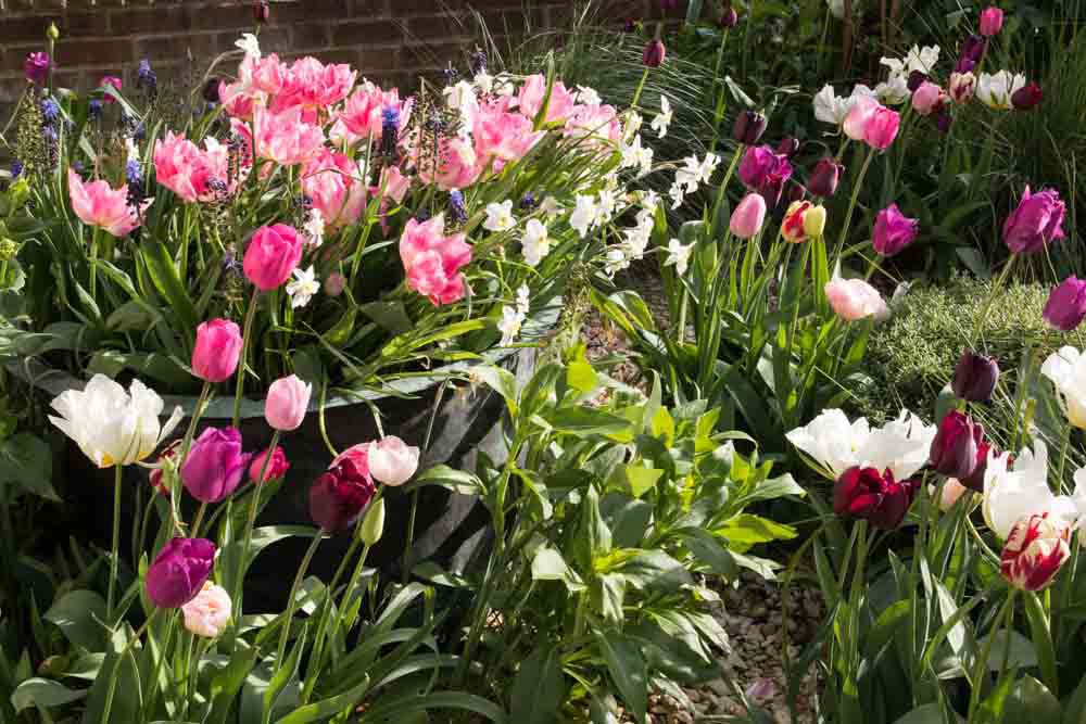 City Front Garden