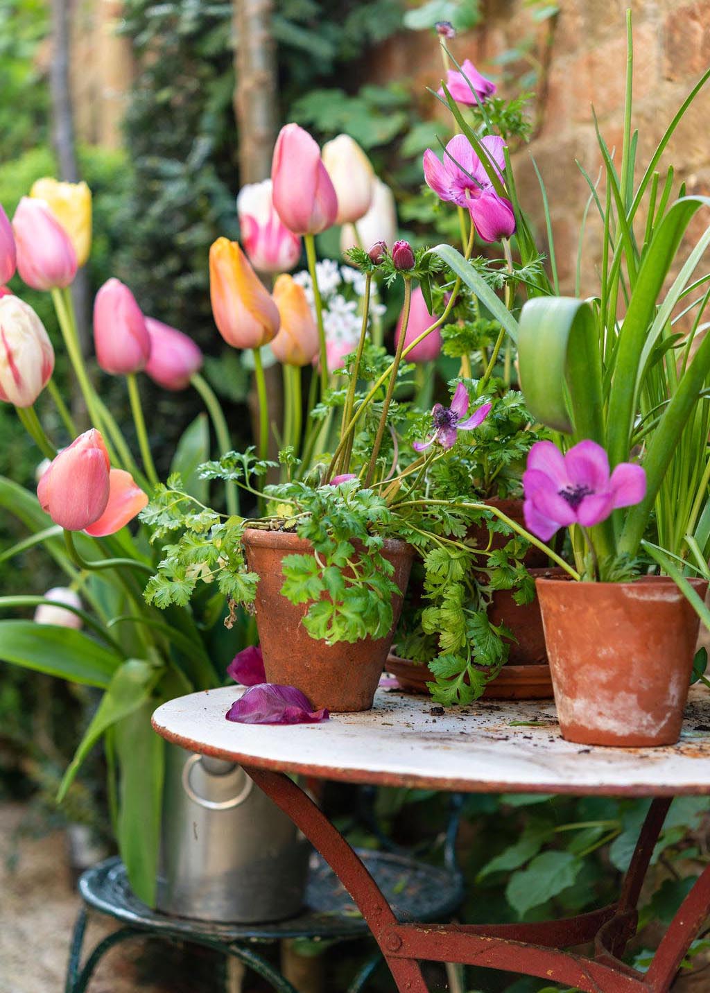 Garden Flowers