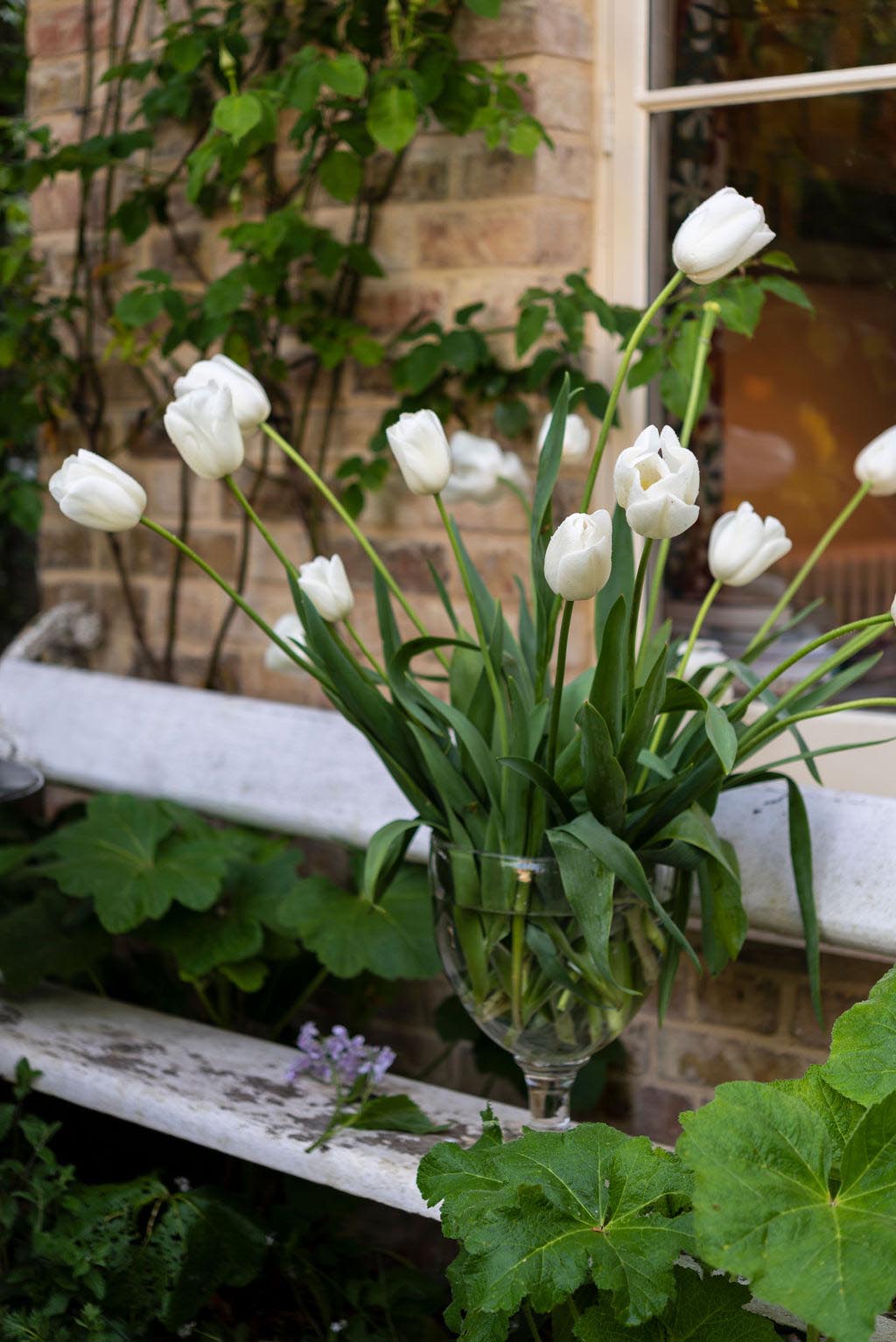 Garden Flowers