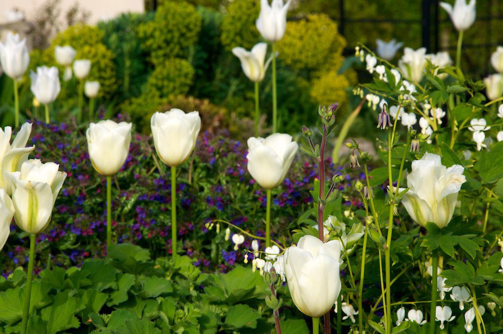 Village Garden