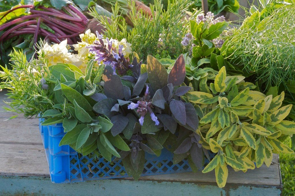 LauraHeybrook_ProductiveGarden_4