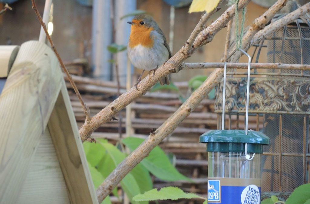 Feathery Friends