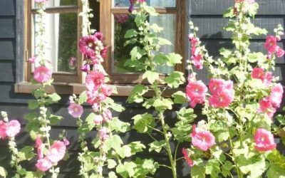 Zero Maintenance Garden