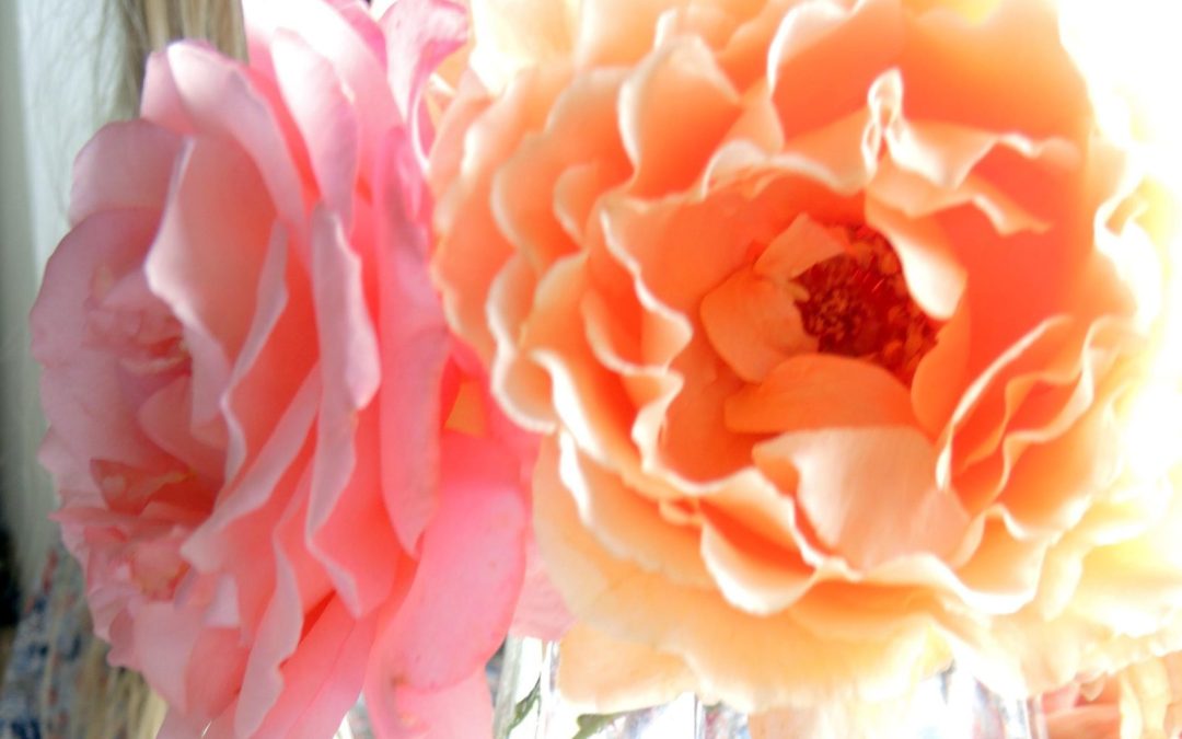 Fabulous roses