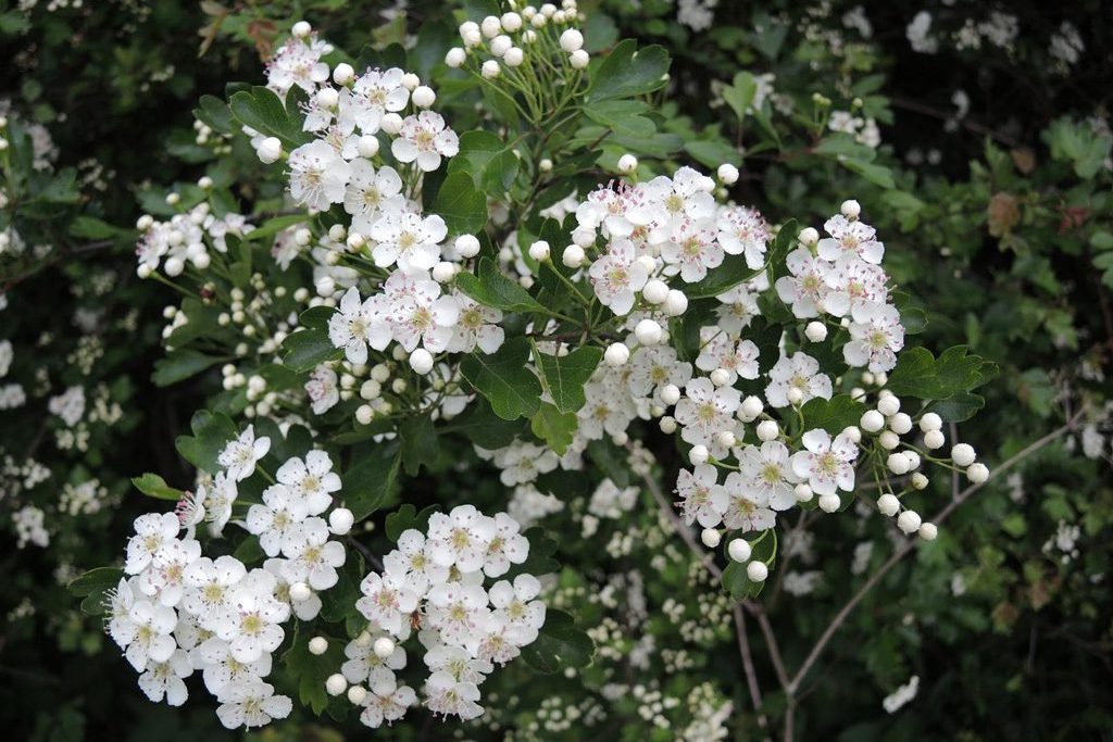 Bonanza blossoms! - Laura Heybrook