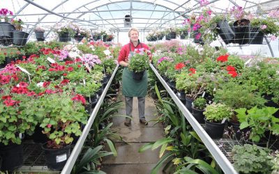 Pelargonium Paradise