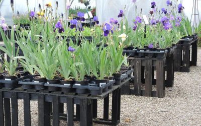 Bearded Iris