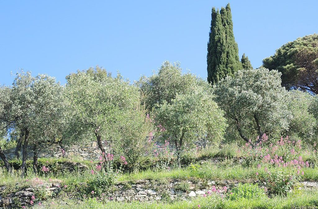Traditional terracing