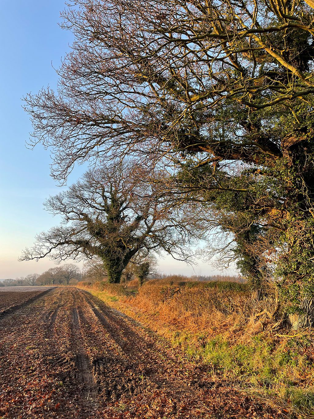 Our beautiful British oak