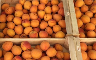 Apricot Time