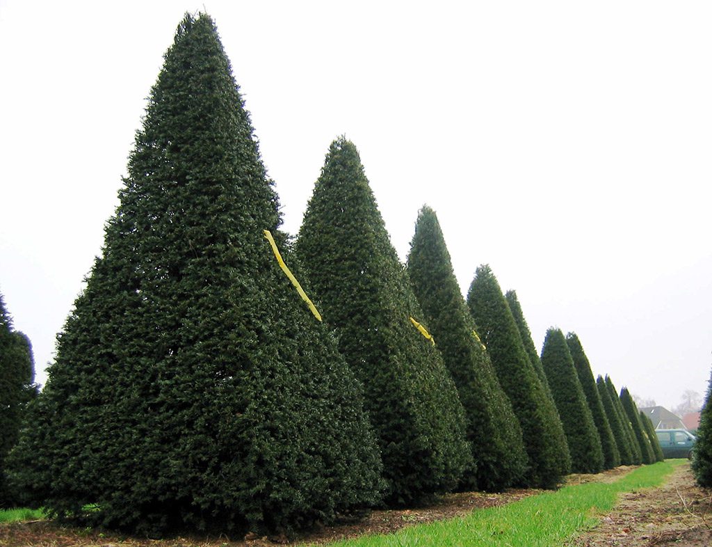 Aynhoe Park Yew pyramids