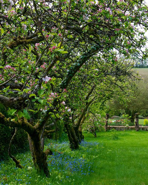 Old apple orchard in the Cotswolds with blossom and wildflowers and drystone wall.