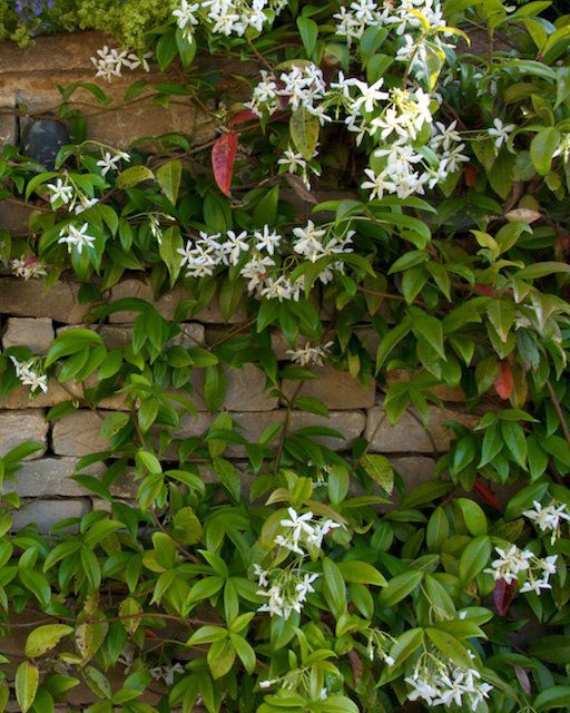 New Cotswold stone wall with fragrant evergreen jasmine in flower growing on it.