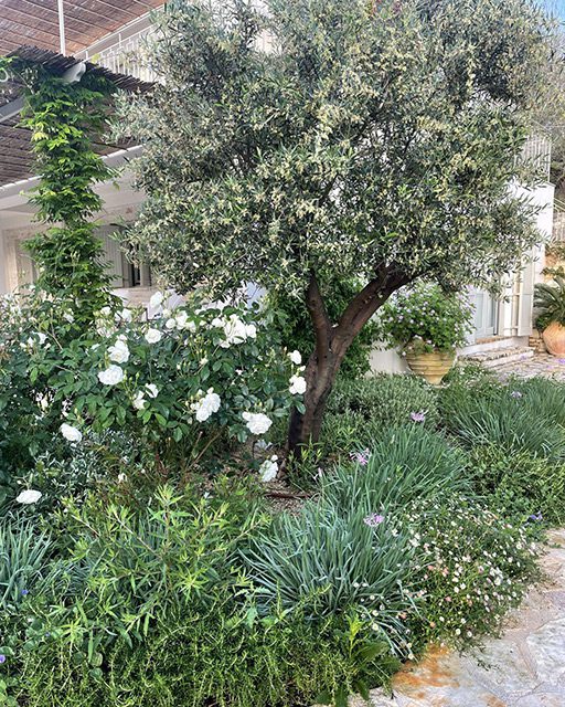 Greek garden with old olive tree and drought tolerant Mediterranean planting by a swimming pool.