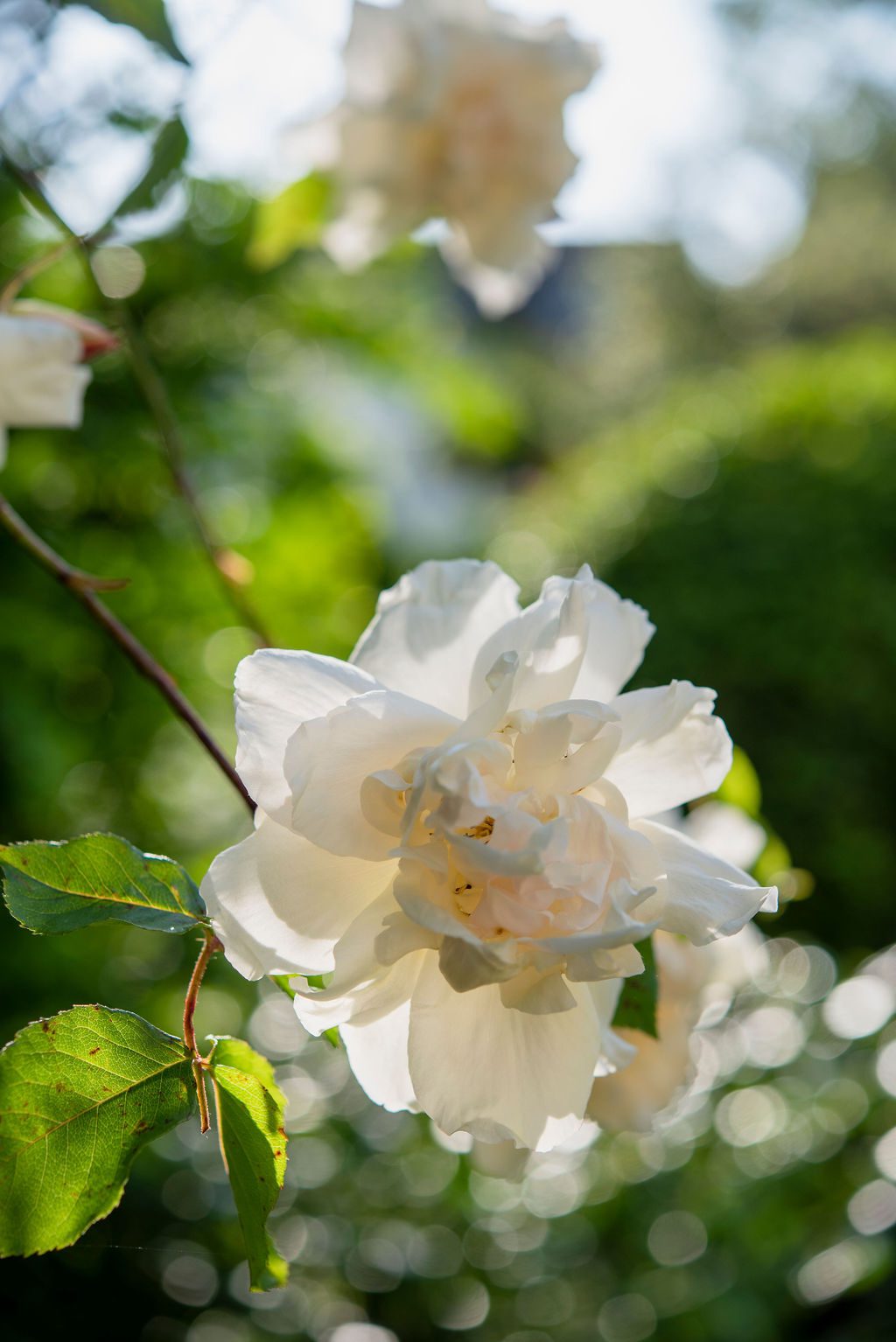 Sunlight shining through a climbing white rose, against a green garden.