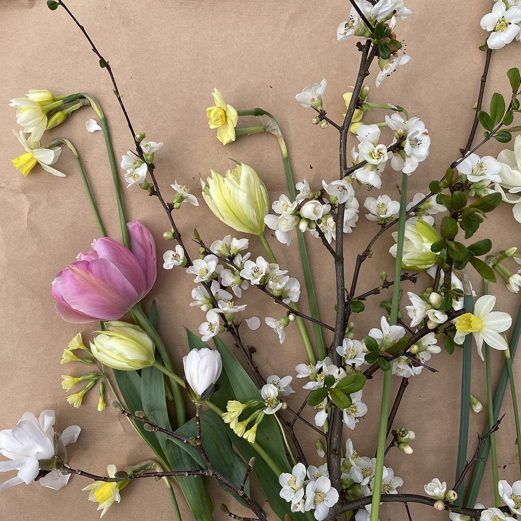 Spring flowering bulbs on a brown paper background.