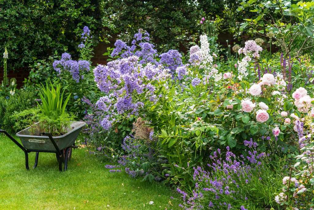 Pink roses and purple summer flowers alongside a wheelbarrow full of plants in an Oxfordshire garden.