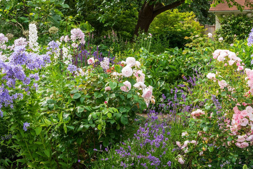 Oxford garden, pink roses and purple summer flowers.