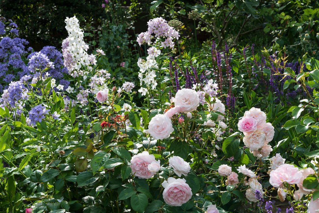 Pink and blue summer flowers in an Oxfordshire garden.