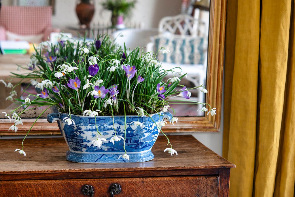 FlowersFeb26-16-1024